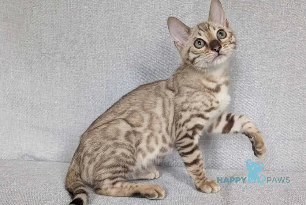 Yuki Bengal female black spotted tabby pointed - live animals
