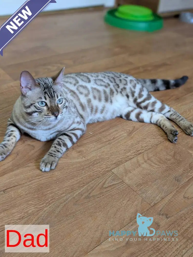 Yuki Bengal female black spotted tabby pointed - live animals