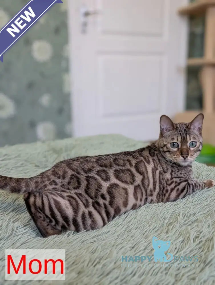 Yuki Bengal female black spotted tabby pointed - live animals