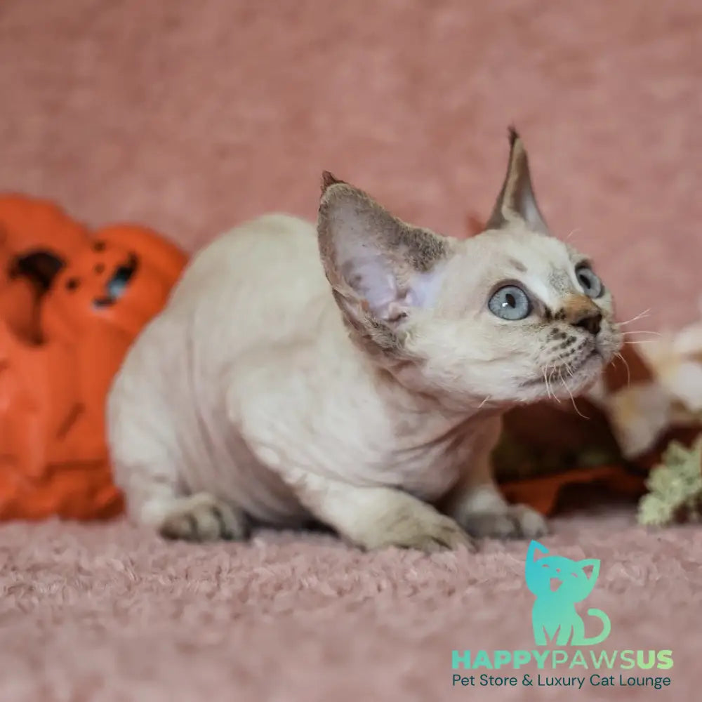 Yuki Devon Rex female black tabby pointed - live animals