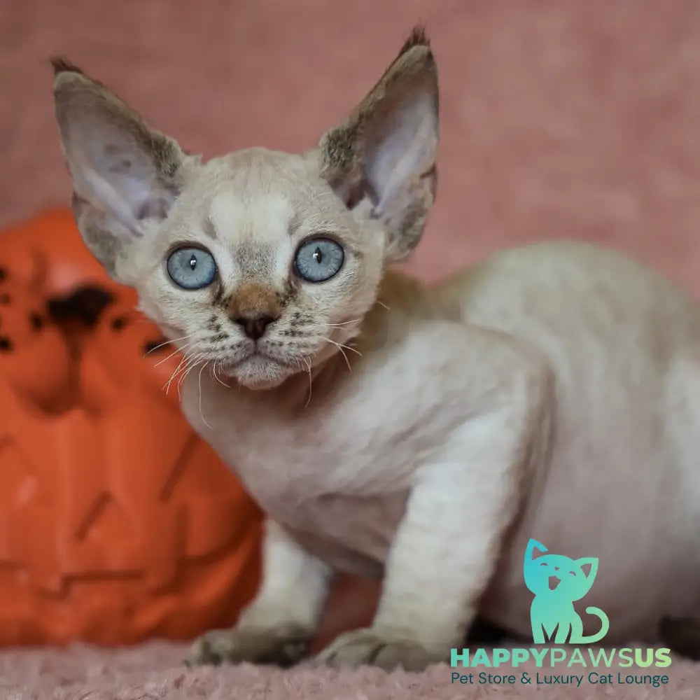 Yuki Devon Rex female black tabby pointed - live animals
