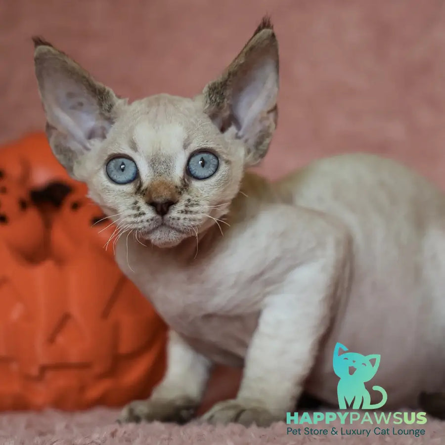 Yuki Devon Rex female black tabby pointed - live animals