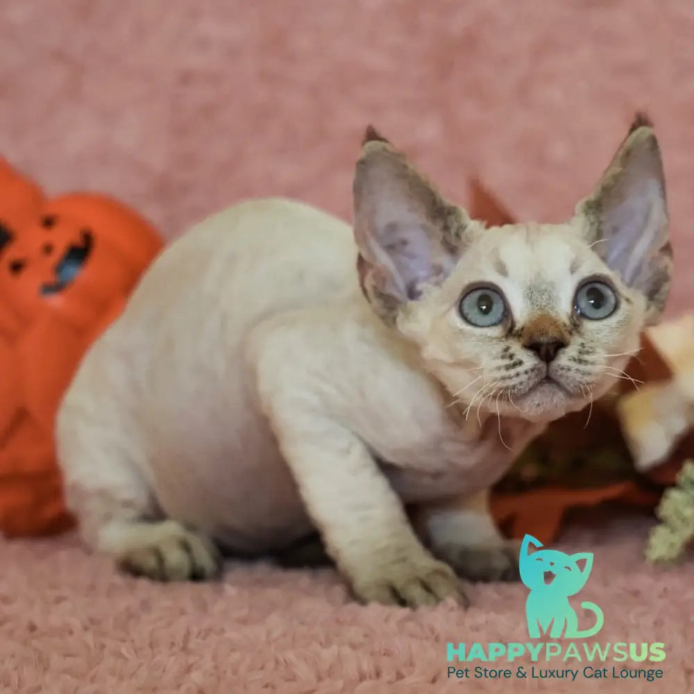 Yuki Devon Rex female black tabby pointed - live animals
