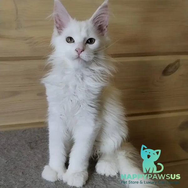 Yuki Maine Coon polydactyl 6x6x6x6 female white - live animals