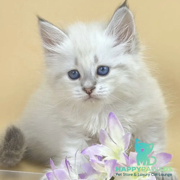 Yuki Siberian female blue tabby pointed - live animals