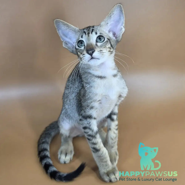 Yukio Oriental Shorthair male black spotted tabby - live animals