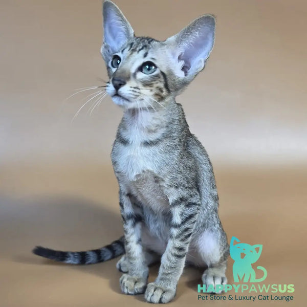 Yukio Oriental Shorthair male black spotted tabby - live animals