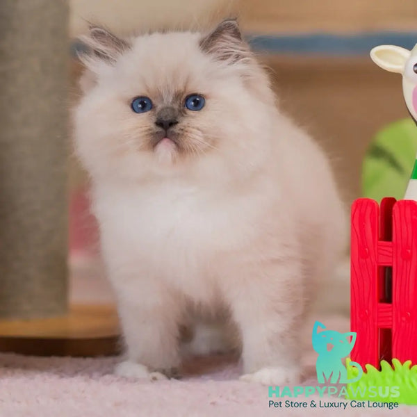 Yukio Ragdoll male blue mitted - live animals