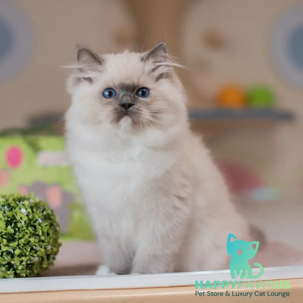 Yukio Ragdoll male blue mitted - live animals