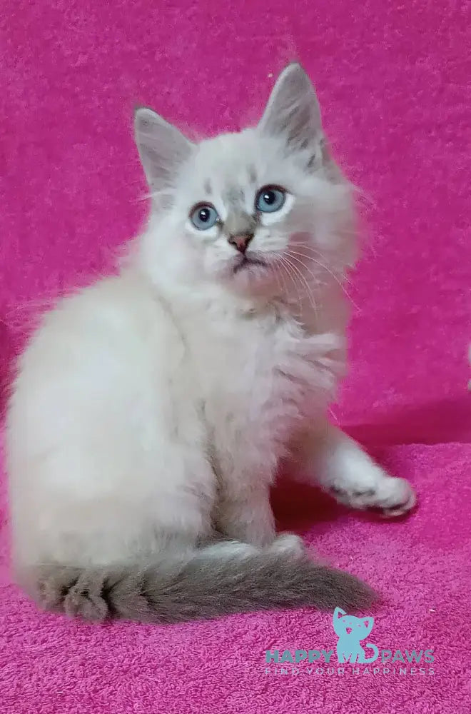 Yukka Siberian male blue tabby pointed live animals