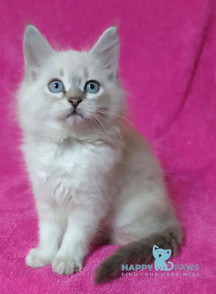 Yukka Siberian male blue tabby pointed live animals