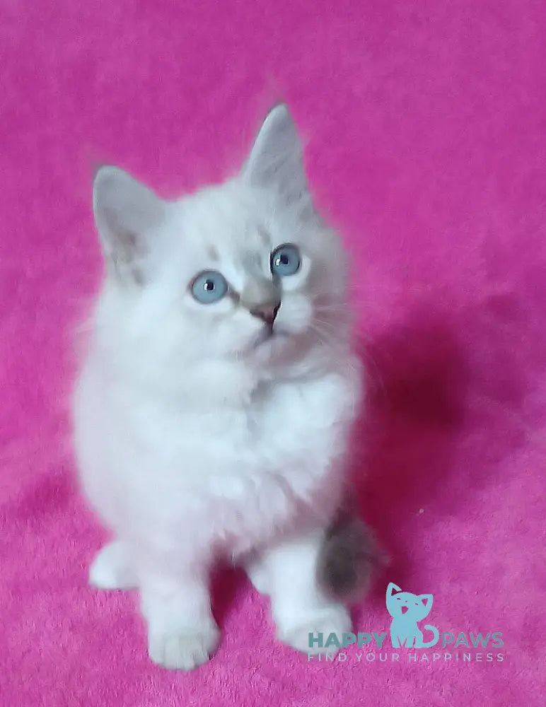 Yukka Siberian male blue tabby pointed live animals