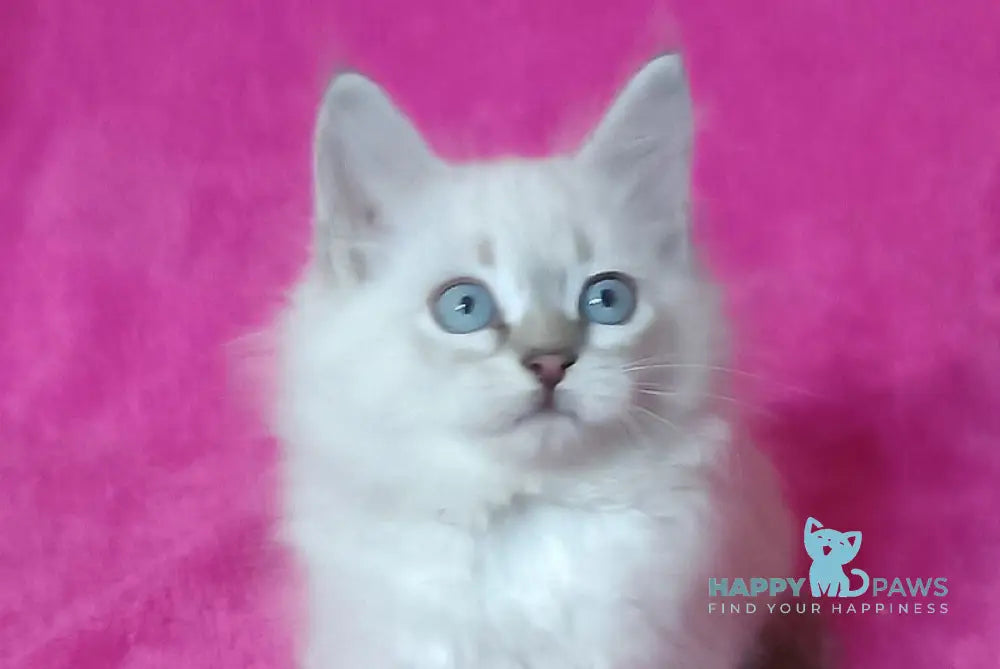 Yukka Siberian male blue tabby pointed live animals