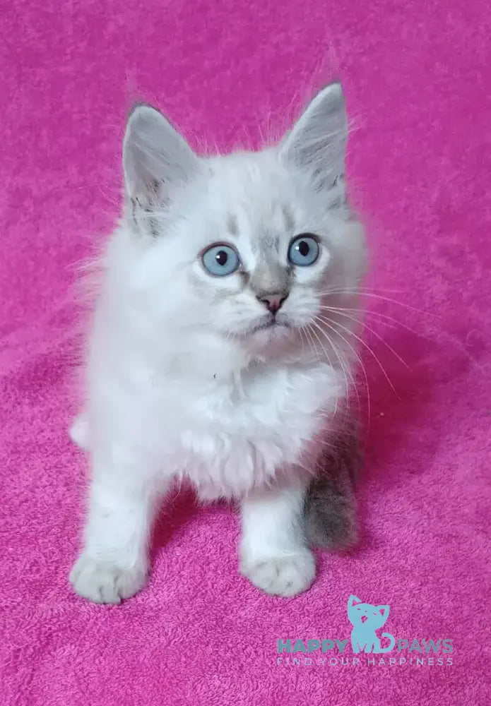 Yukka Siberian male blue tabby pointed live animals