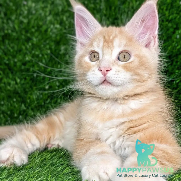 Yukon Maine Coon male red silver tabby - live animals
