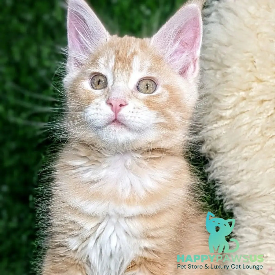 Yukon Maine Coon male red silver tabby - live animals