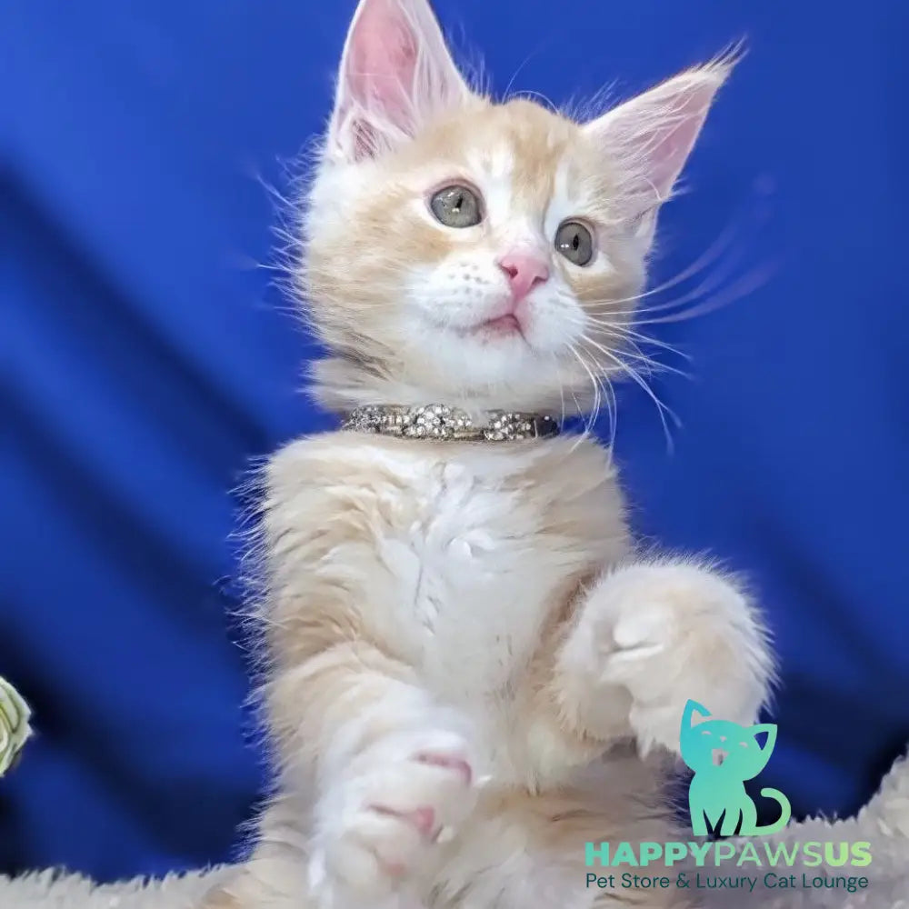 Yukon Maine Coon male red silver tabby - live animals