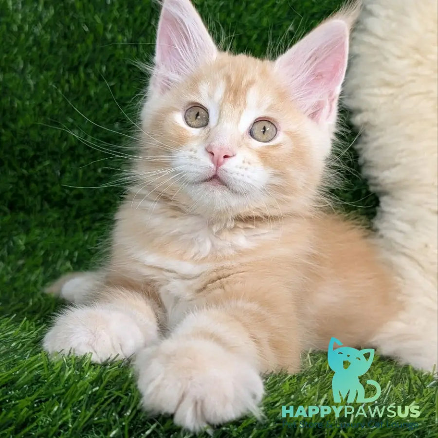Yukon Maine Coon male red silver tabby - live animals