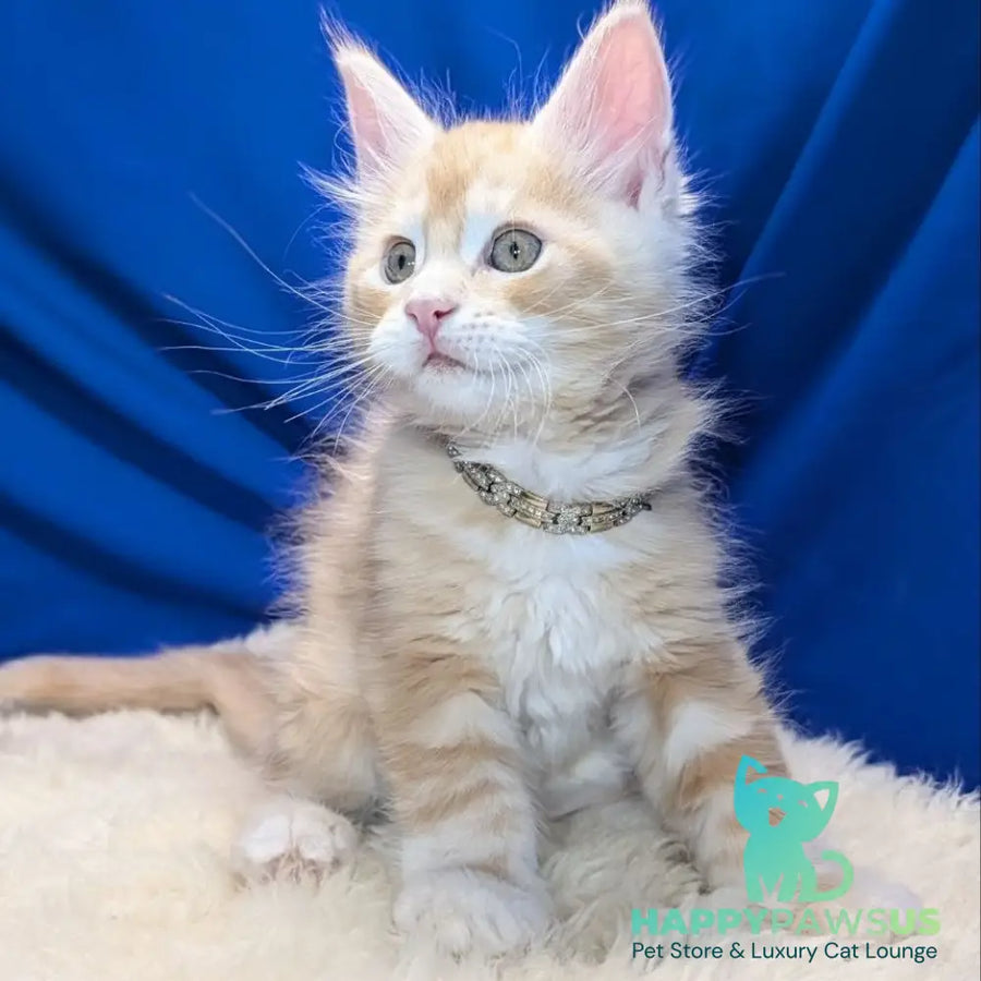 Yukon Maine Coon male red silver tabby - live animals
