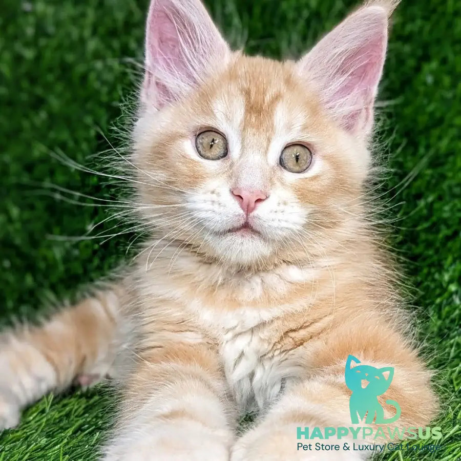 Yukon Maine Coon male red silver tabby - live animals