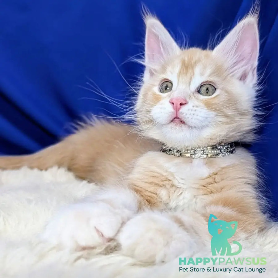 Yukon Maine Coon male red silver tabby - live animals