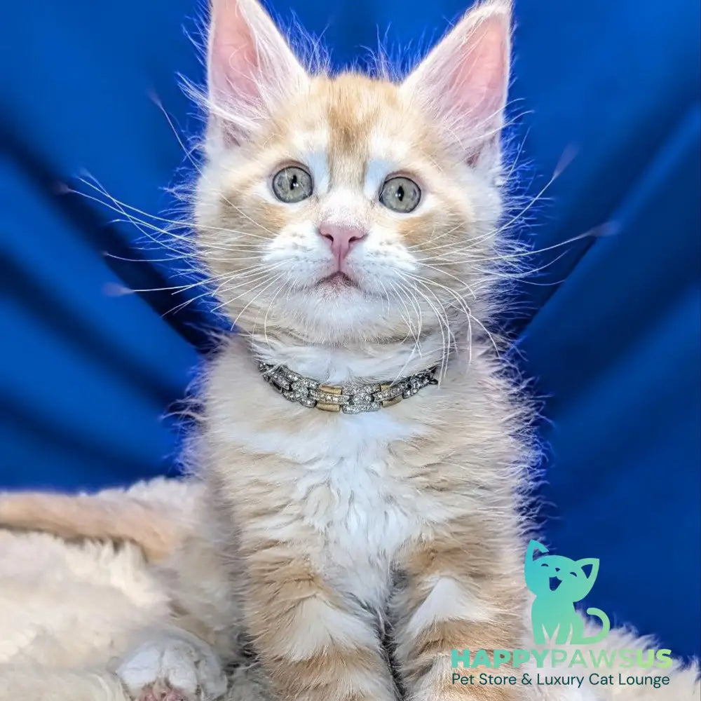 Yukon Maine Coon male red silver tabby - live animals