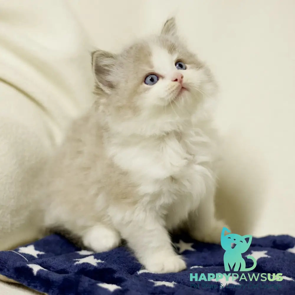 Yukon Ragdoll male black bicolour tabby - live animals