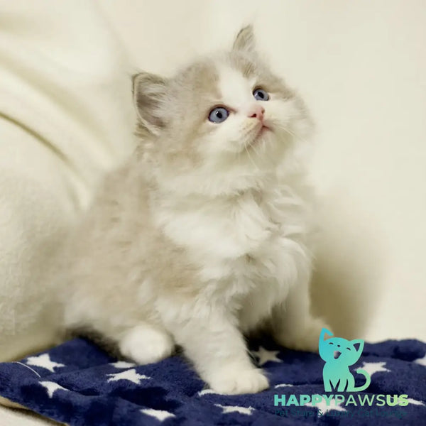 Yukon Ragdoll male black bicolour tabby - live animals
