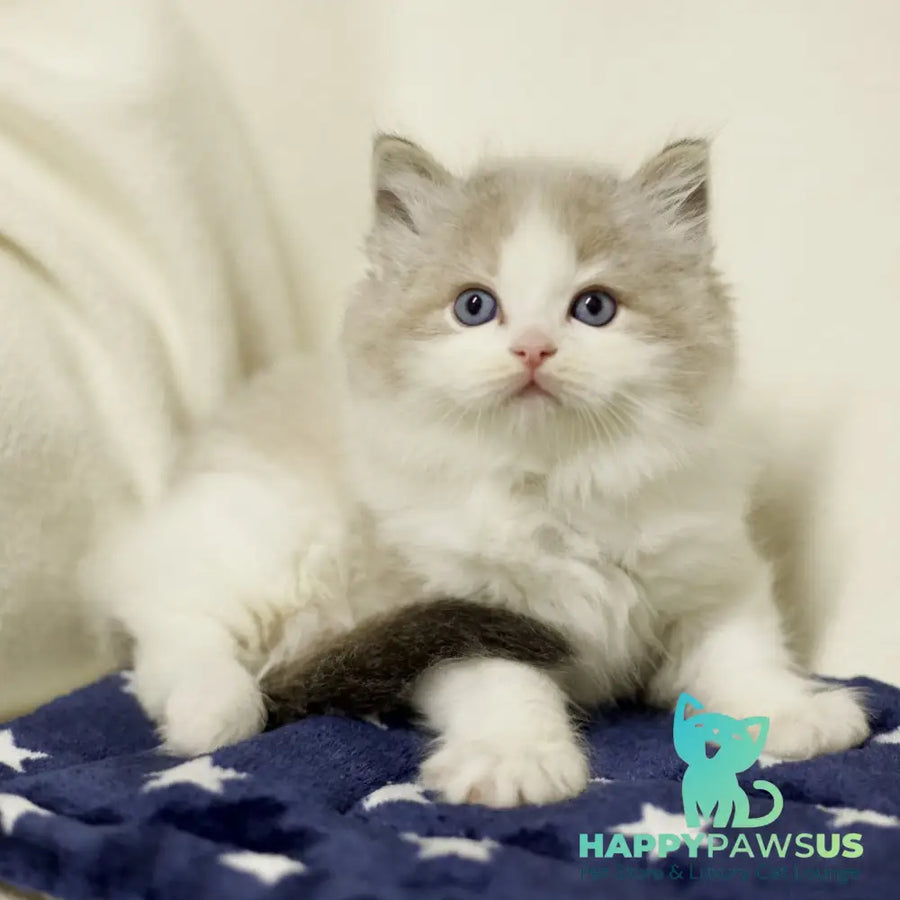 Yukon Ragdoll male black bicolour tabby - live animals