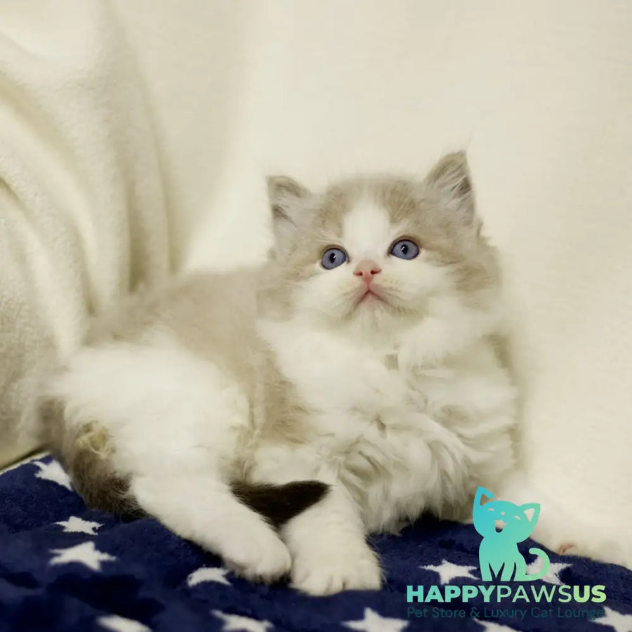 Yukon Ragdoll male black bicolour tabby - live animals