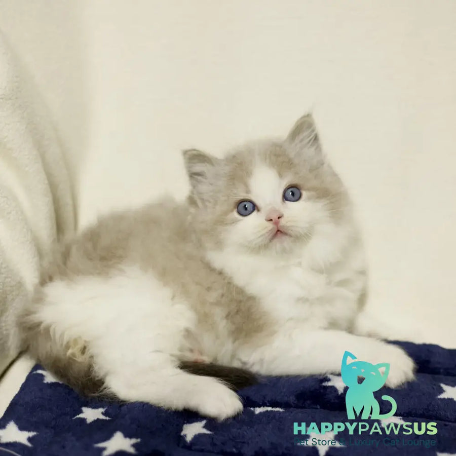 Yukon Ragdoll male black bicolour tabby - live animals