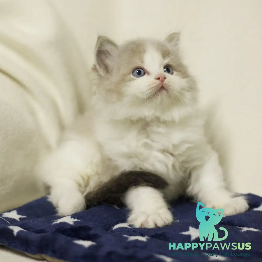 Yukon Ragdoll male black bicolour tabby - live animals
