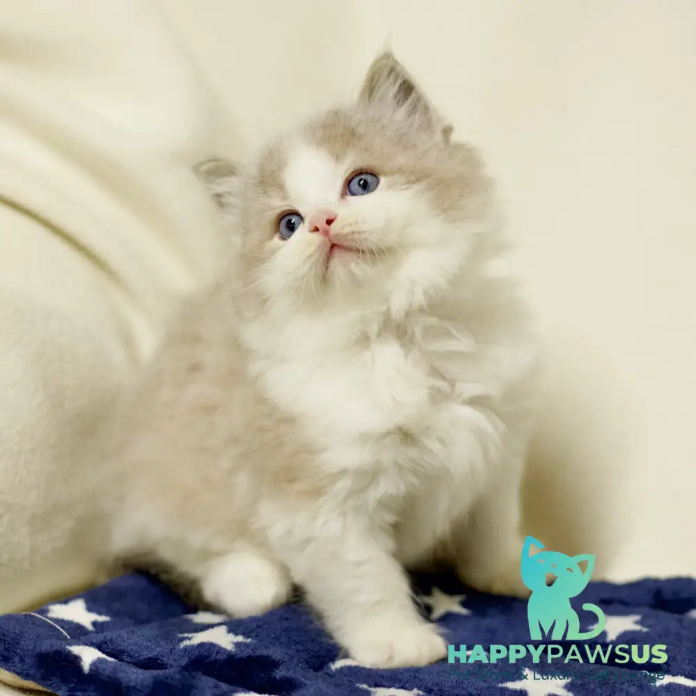 Yukon Ragdoll male black bicolour tabby - live animals