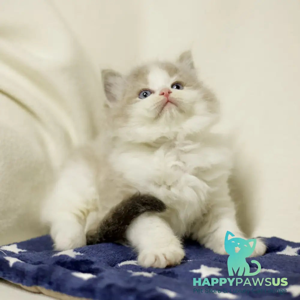 Yukon Ragdoll male black bicolour tabby - live animals