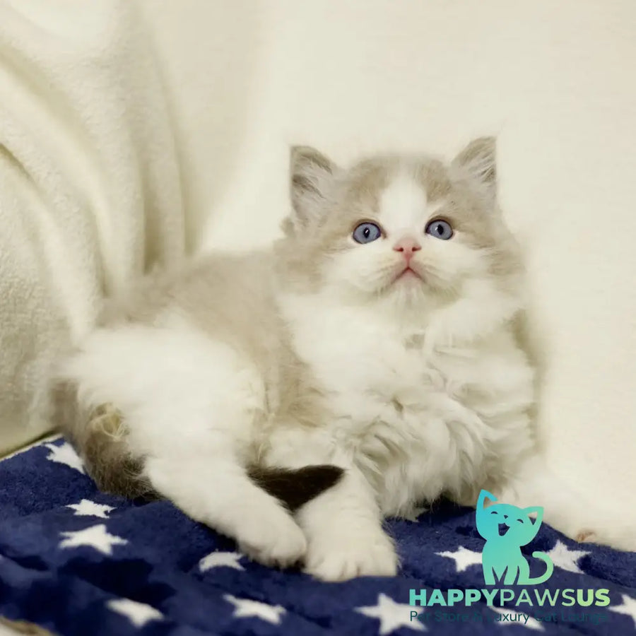 Yukon Ragdoll male black bicolour tabby - live animals