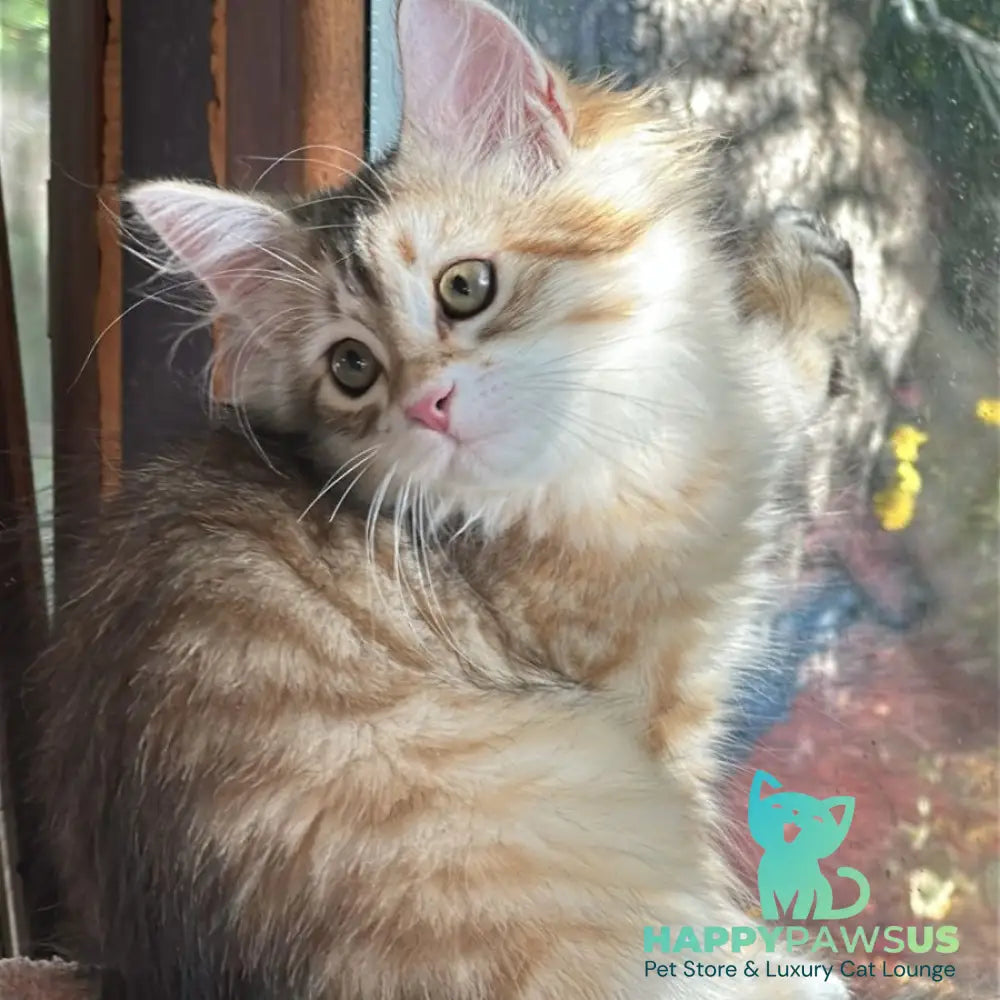 Yukon Siberian male black golden tabby - live animals