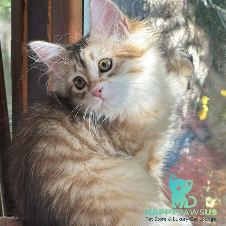 Yukon Siberian male black golden tabby - live animals
