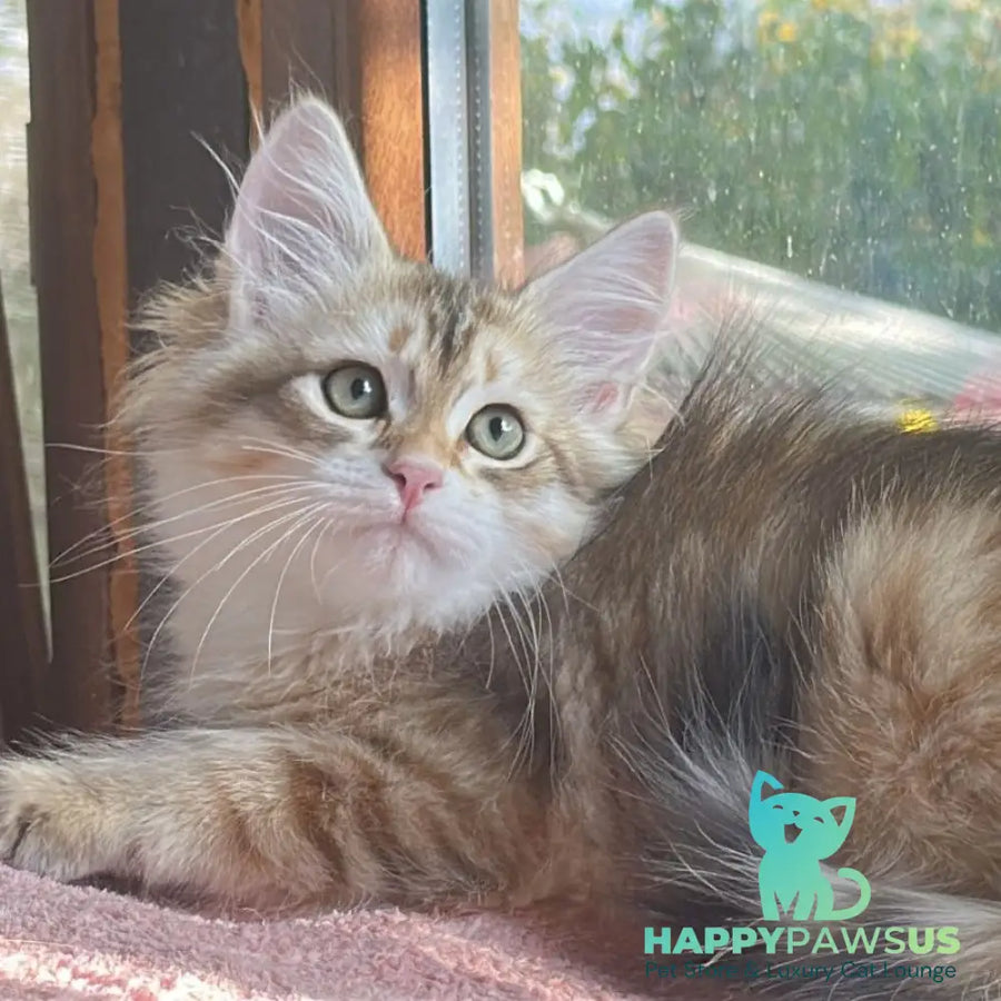 Yukon Siberian male black golden tabby - live animals