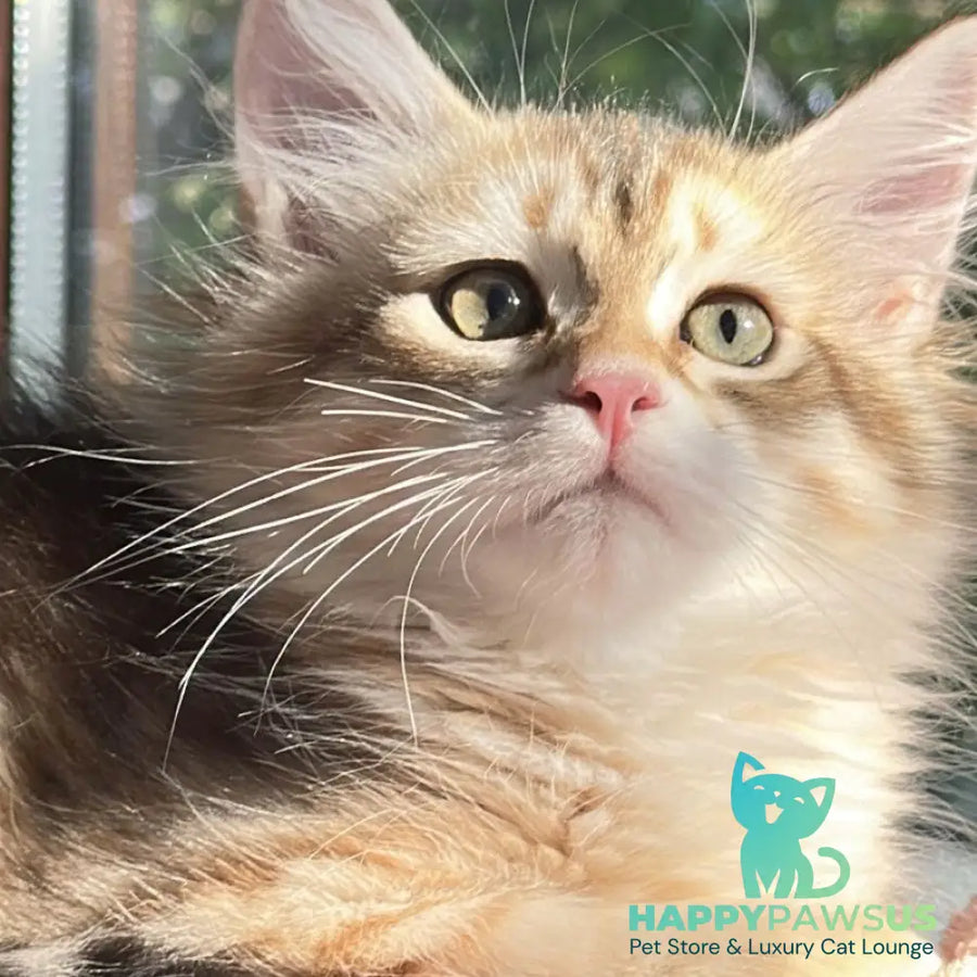Yukon Siberian male black golden tabby - live animals
