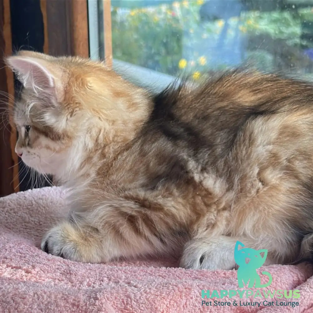 Yukon Siberian male black golden tabby - live animals