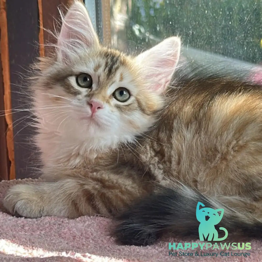 Yukon Siberian male black golden tabby - live animals