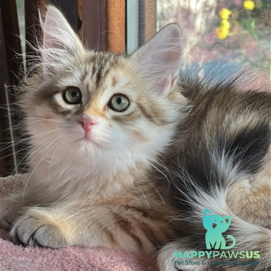 Yukon Siberian male black golden tabby - live animals