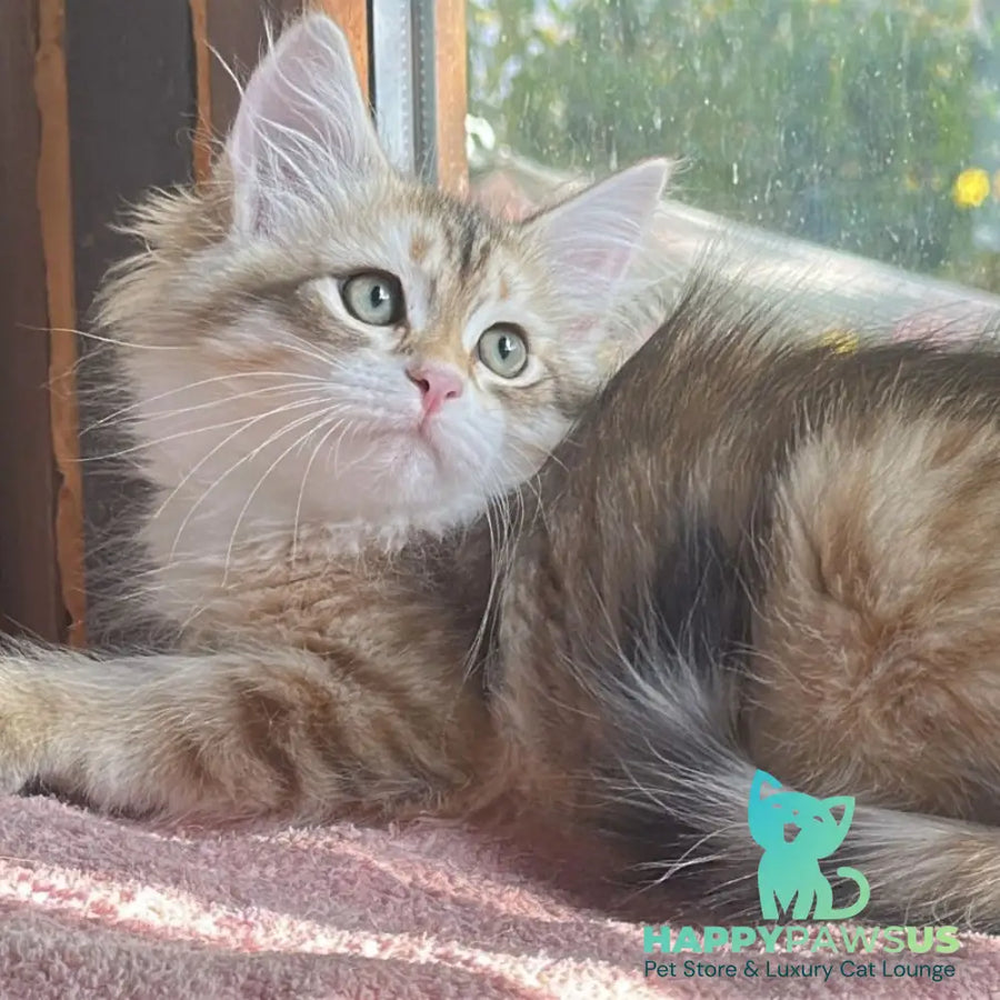 Yukon Siberian male black golden tabby - live animals