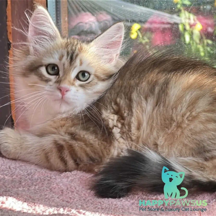 Yukon Siberian male black golden tabby - live animals