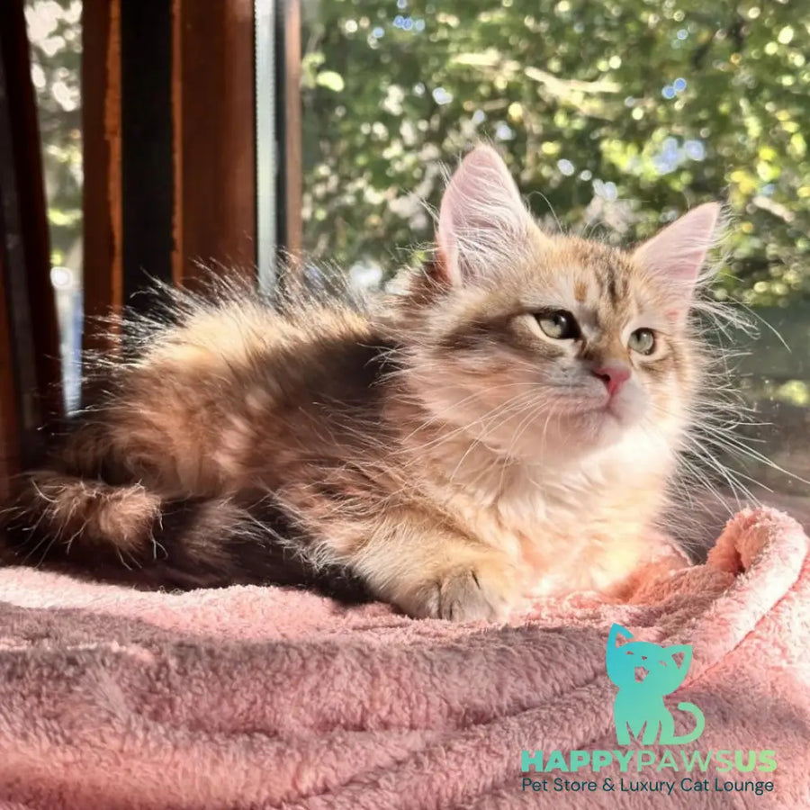 Yukon Siberian male black golden tabby - live animals