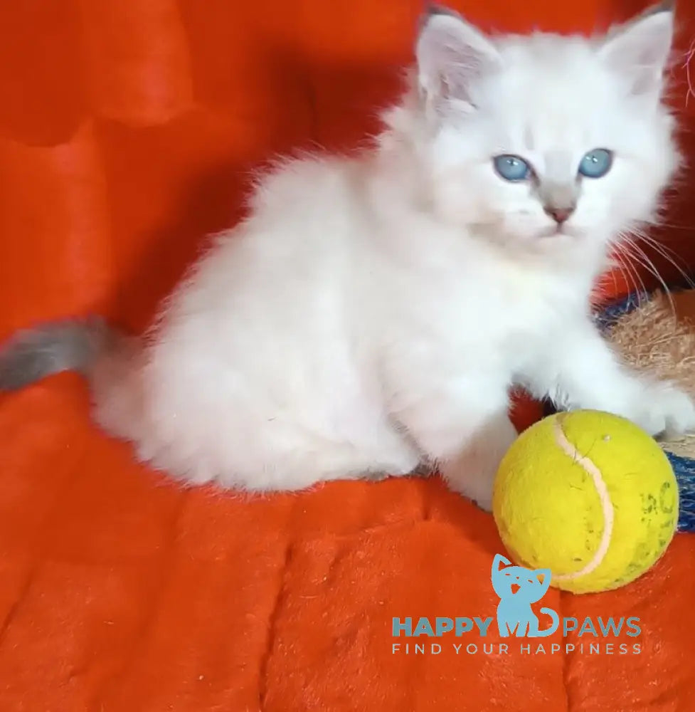 Yuku Siberian female blue tabby pointed live animals