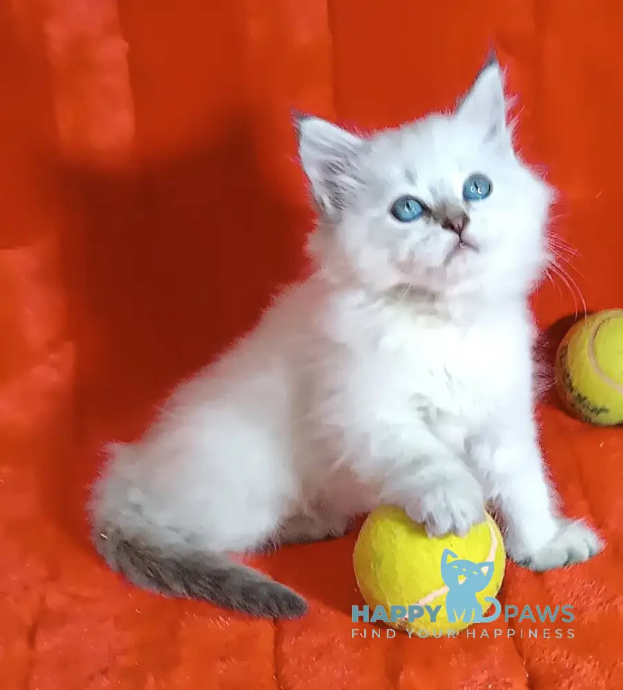 Yuku Siberian female blue tabby pointed live animals