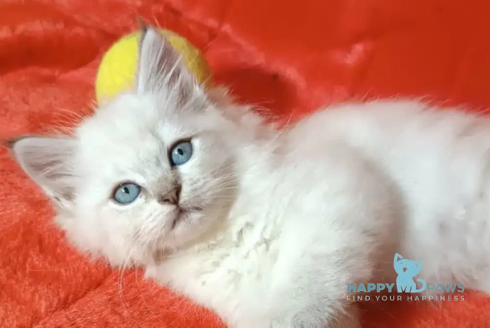 Yuku Siberian female blue tabby pointed live animals