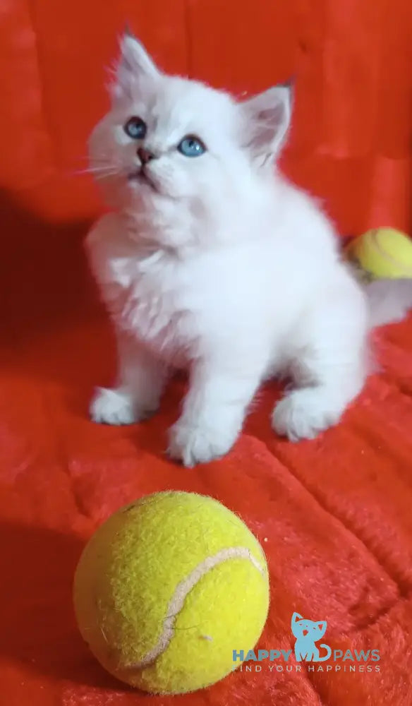 Yuku Siberian female blue tabby pointed live animals