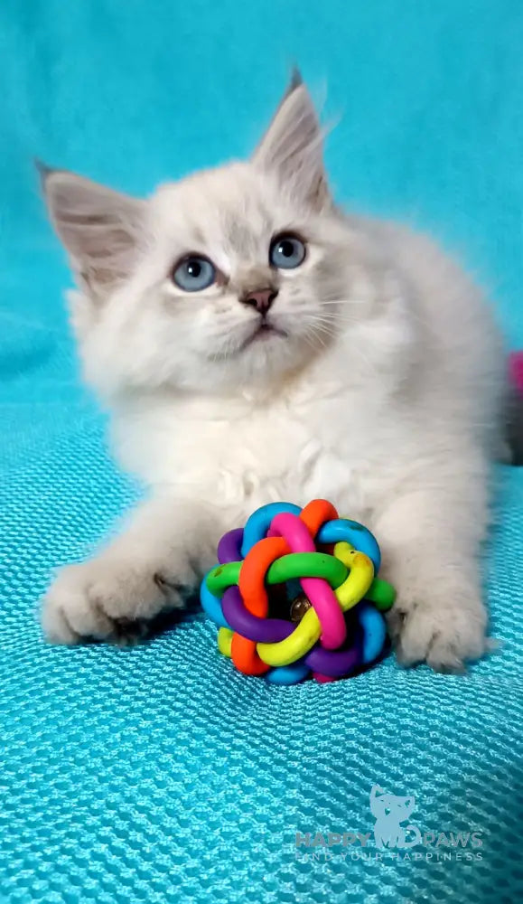 Yuku Siberian female blue tabby pointed live animals